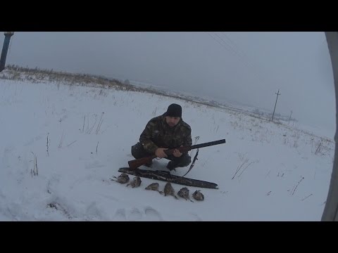 Видео: Охота на куропатку. Охота на куропаток осенью. Как всегда точные выстрелы