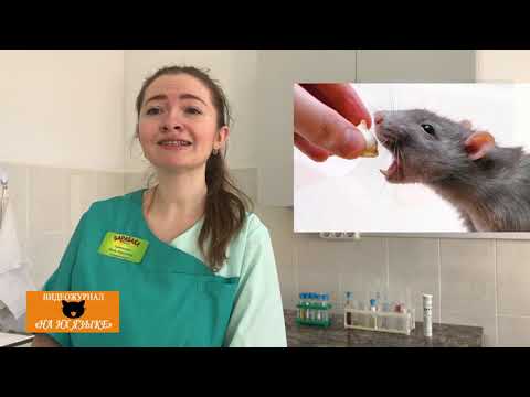Видео: КРЫСА. Что нужно знать о крысах. Содержание крыс.