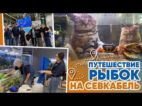 Видео: Аквариумные новости с Владимиром Ковалёвым (02.05.2025). Путешествие рыбок на Севкабель. Рептилиум.