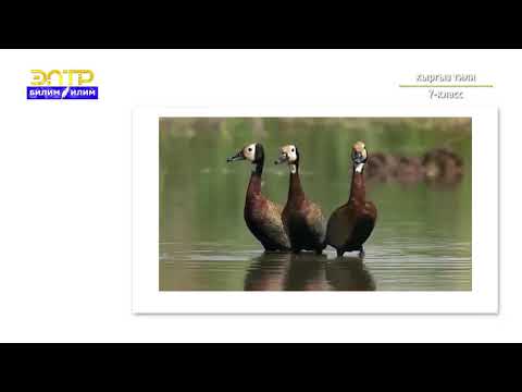 Видео: 7-класс | Кыргызский язык |  Кыргызстандын канаттуулары