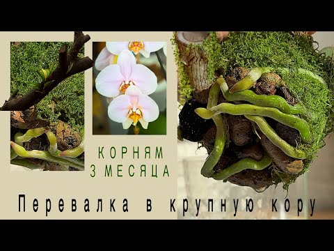 Видео: ТАКАЯ посадка- удовольствие для орхидеи! Phal. Lark Song шикарные корни.