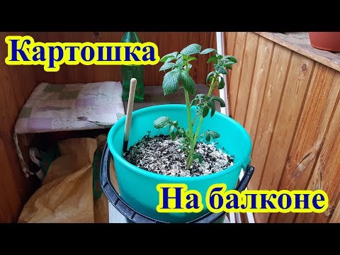 Видео: Выращивание картошки в ведре на балконе
