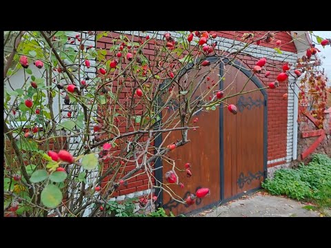 Видео: Кінець жовтня в моєму садочку. / 25.10.25.