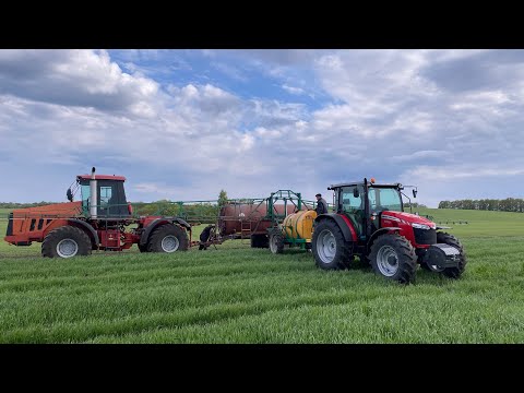 Видео: Что было в хозяйстве? Культивируем на  Massey Ferguson 8737S | Обрабатываем озимую пшеницу