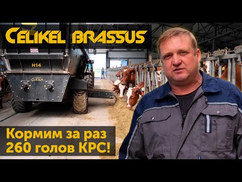 Видео: Кормим 260 голов КРС за раз? Кормораздатчик Celikel Brassus H14.