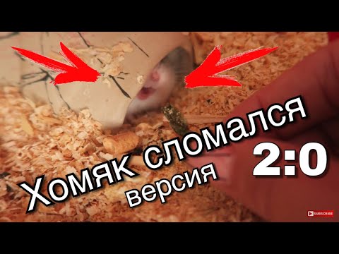 Видео: ХОМЯЧОК СЛОМАЛСЯ ВЕРСИЯ 2:0 😂😂😂