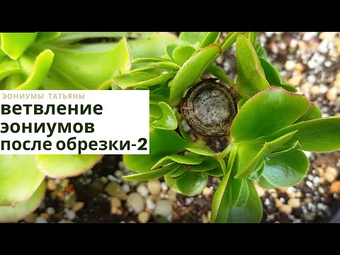 Видео: Ветвление эониумов осенью после обрезки