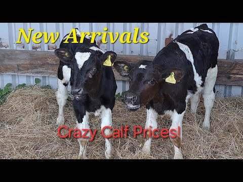 Видео: Новые поступления с рынка Бэйкуэлл. Цены на телят просто сумасшедшие! Можем ли мы себе это позвол...