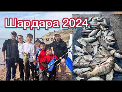 Видео: Сырдария-Шардара Су қоймасы-2024ж  Сазандар өте көп!!!