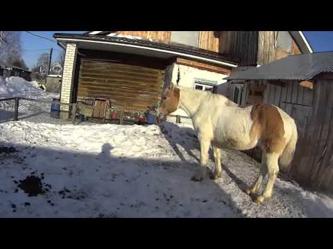 Видео: Уход за лошадью. Денник.
