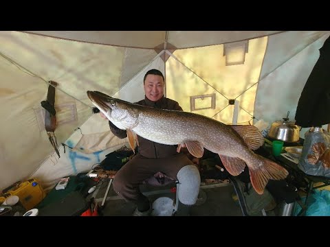 Видео: Щуки пойманные в палатке !