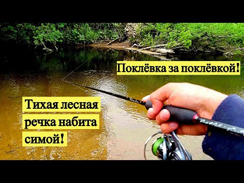 Видео: Тихая лесная речка набита симой. Поклёвка за поклёвкой!