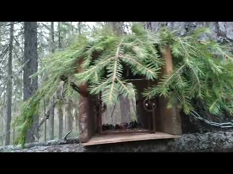 Видео: Первая проверка капканов на куницу. Куница в ящичной ловушке от СУАС. Немного покопали металл.