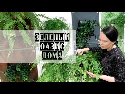 Видео: ВЕРТИКАЛЬНОЕ ОЗЕЛЕНЕНИЕ | ШКОЛА ФЛОРИСТИКИ