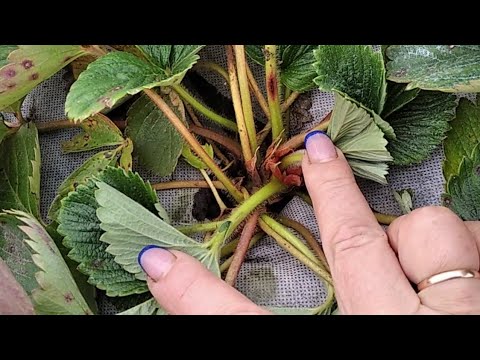 Видео: Суниця на зимівлі. Огляд за строками посадки