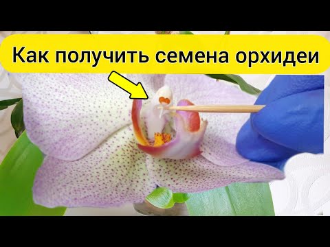 Видео: Размножение орхидей семенами || Опыление орхидеи дома