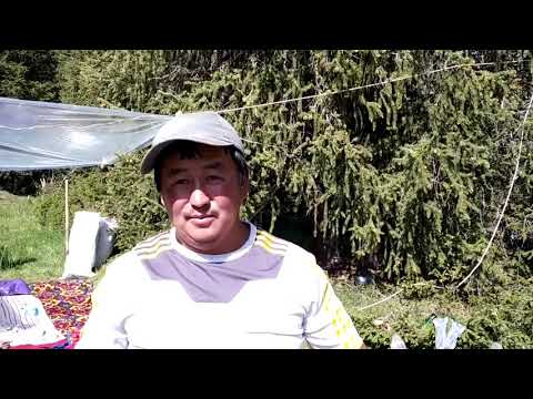 Видео: Бакай-Ата.Жети төр жайлоосу.Кара коюн өзөнү.