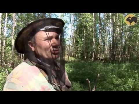 Видео: Заготовка сколотня для туесов. Подробный видео- мастер-класс