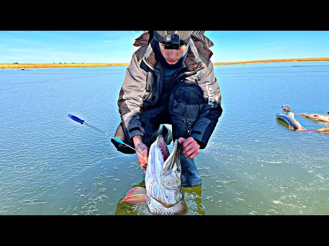 Видео: ОГРОМНЫЕ ЩУКИ НЕ ЛЕЗУТ В ЛУНКУ! ЩЕДРЫЙ ПЕРВЫЙ ЛЕД/Рыбалка на жерлицы
