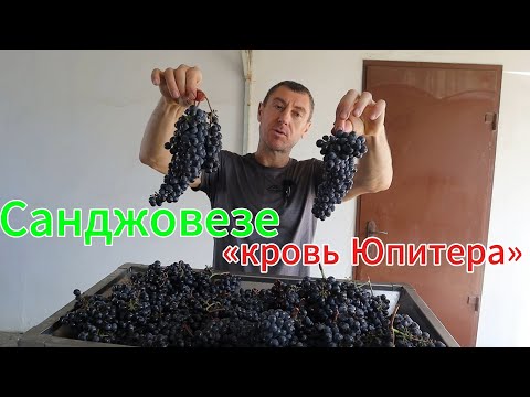 Видео: Санджовезе. Из лучшего терруара!