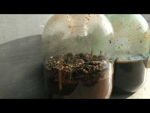 Видео: Ловушка для ос и шершней. Простой способ.