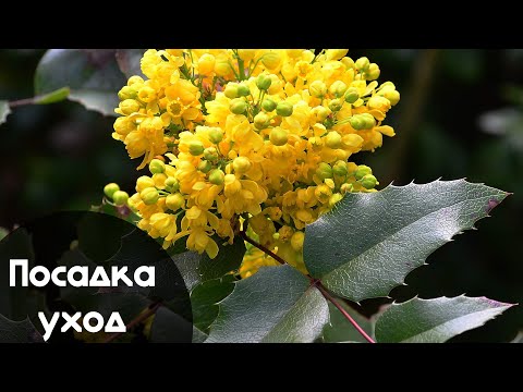 Видео: Посадка и Уход за МАГОНИЕЙ Падуболистной