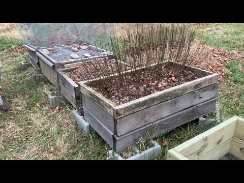 Видео: Выращивание деревьев на грядках для воздушной обрезки
