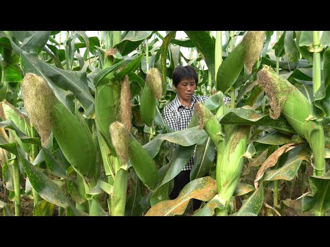 Видео: Разломав одной рукой большую кукурузу, бабушка делает кукурузную колбаску.