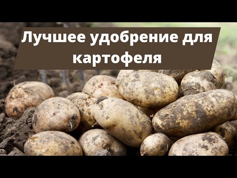 Видео: КАРТОФЕЛЬ НУЖДАЕТСЯ В ВАШЕЙ ЗАБОТЕ! | Удобрение для картофеля при посадке