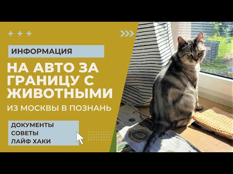 Видео: КАК ВЫВЕЗТИ КОТА ЗА ГРАНИЦУ// Правила вывоза животных за границу // Как перевозить кота в машине
