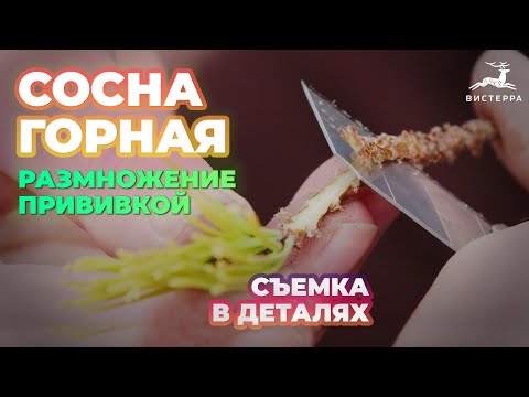 Видео: СОСНА ГОРНАЯ ГОЛД ГЛОУ ПРИВИВКА ВЕСНОЙ | СОСНА ГОРНАЯ