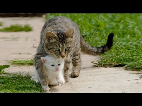 Видео: Спасение несчастных животных от гибели ...