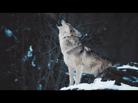 Видео: Волки в Беларуси - Волчий вой. О чем воют волки? | Film Studio Aves