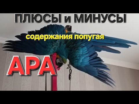 Видео: ПЛЮСЫ и МИНУСЫ содержания попугая АРА