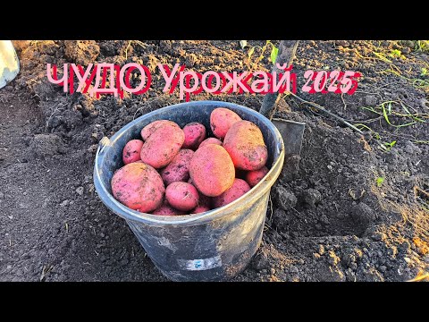 Видео: Волшебный урожай картошки 2025!!!