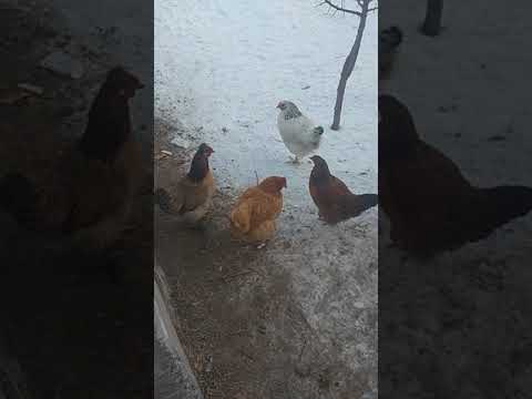 Видео: Тауықтар туу үшін не істеу керек🐔