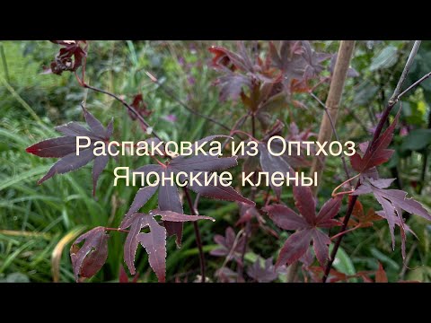 Видео: 18.09.23 Распаковка из Оптхоз. Японские веерные Елены и пихта