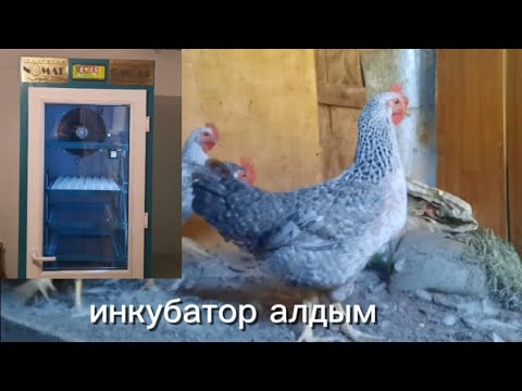 Видео: Инкубатор сатып алдық 🥳, тауық сатып алдым !🐓 Тауық бағу