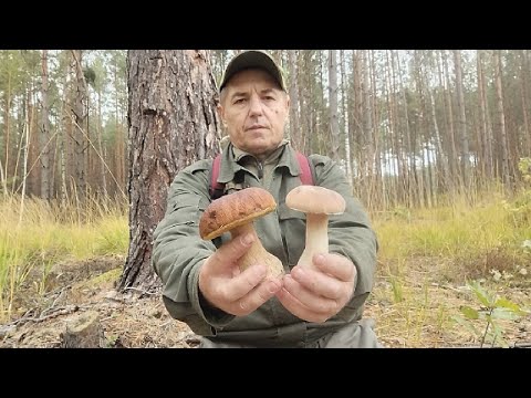 Видео: ПОХІД ЗА ГРИБАМИ У НЕДІЛЮ.   5 .10 .2025Р. БІЛІ ГРИБОЧКИ....