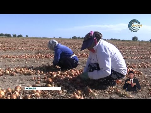 Видео: В этом сезоне крестьяне Шенгельдинского сельского округа значительно сократили посевы лука