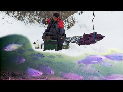Видео: ПРИ ТАКОЙ ПЛОТНОСТИ РЫБЫ, ЛОВИТЬ НУЖНО МЕШКАМИ !!! ( СУЗУН ) 13 февраля 2024г.