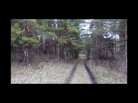 Видео: Сосновый перегной творит чудеса на участке!