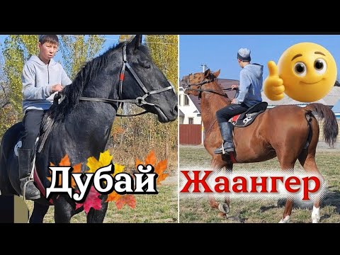Видео: Дубай&Жаангер 