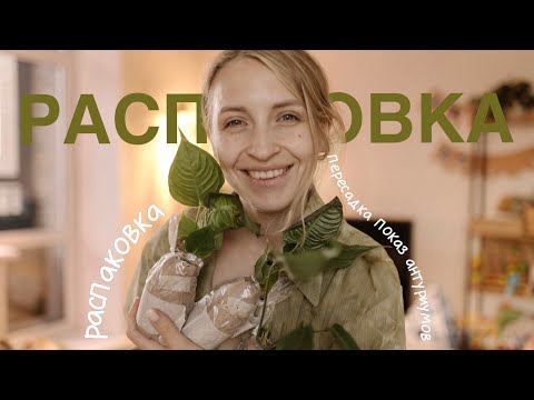 Видео: Новые антуриум | Пересадка | Распаковка | Антуриумы из витрины