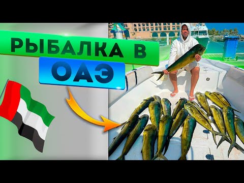 Видео: 22 Махи Махи за час !