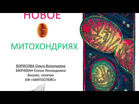 Видео: Новое о митохондриях. Ольга Борисова.