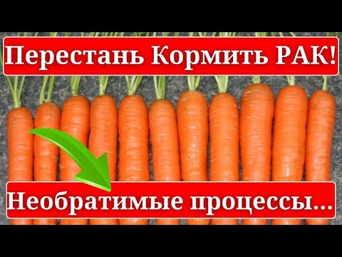 Видео: ЧТО творит МОРКОВЬ, врачи  ЗНАЮТ, но молчат, даже 2 штуки.....