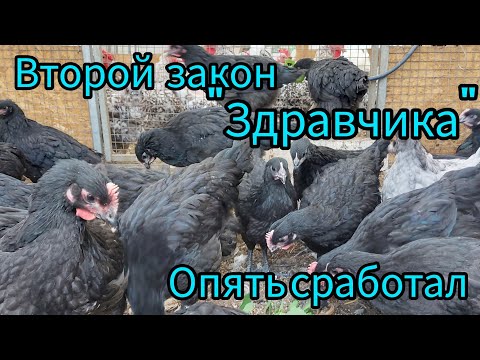 Видео: Куры породы Чёрный австралорп.