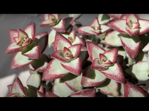 Видео: Рассказ о крассуле Crassula High Voltage/Sun Star