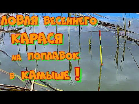 Видео: Забрался в Камыш и Наловил ЖИРНЫХ КАРАСЕЙ ! Весенняя  РЫБАЛКА на ПОПЛАВОК .
